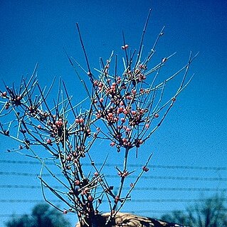 Ephedra antisyphilitica unspecified picture