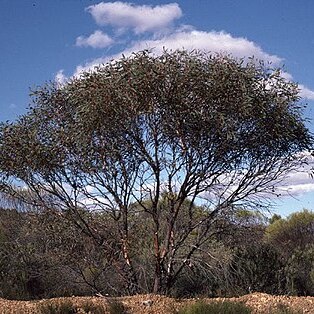 Eucalyptus burracoppinensis unspecified picture