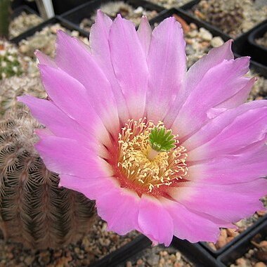 Echinocereus reichenbachii unspecified picture