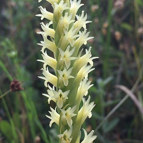 Spiranthes porrifolia unspecified picture