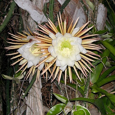 Selenicereus pteranthus unspecified picture