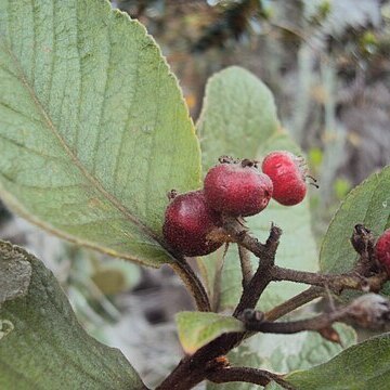 Hesperomeles ferruginea unspecified picture