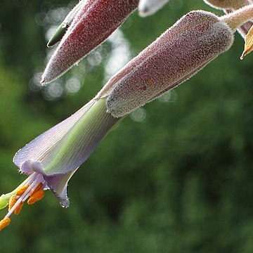 Puya sanctae-crucis unspecified picture