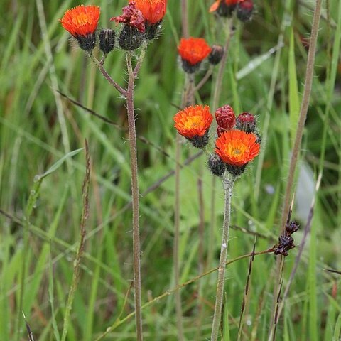 Pilosella blyttiana unspecified picture