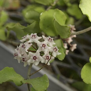 Hoya kanyakumariana unspecified picture