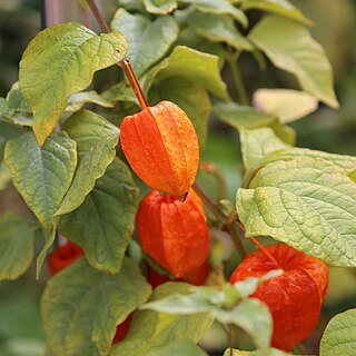 Physalis unspecified picture