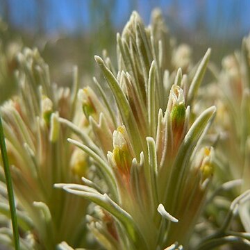 Castilleja pallescens unspecified picture