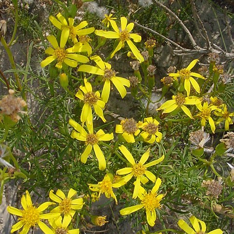 Senecio pinnatus unspecified picture