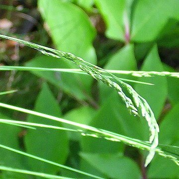 Festuca elegans unspecified picture