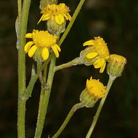 Senecio lydenburgensis unspecified picture