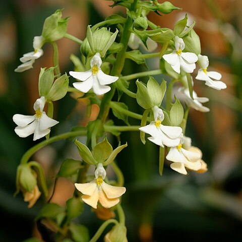 Calanthe argenteo-striata unspecified picture