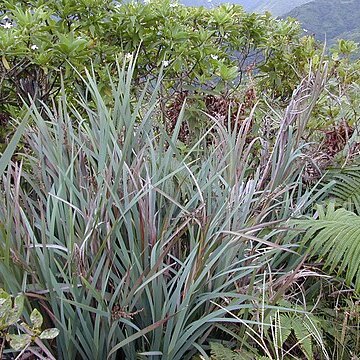 Machaerina mariscoides unspecified picture