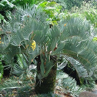 Encephalartos eugene-maraisii unspecified picture