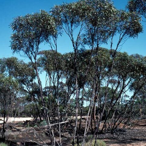 Eucalyptus balladoniensis unspecified picture