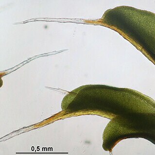 Syntrichia virescens unspecified picture