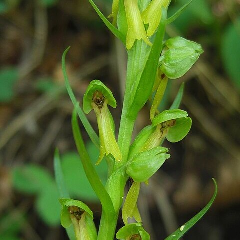 Dactylorhiza viridis var. virescens unspecified picture