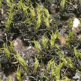 Grimmia trichophylla unspecified picture