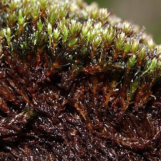 Bryum muehlenbeckii unspecified picture