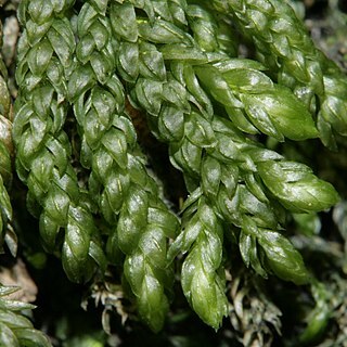 Thamnobryum neckeroides unspecified picture