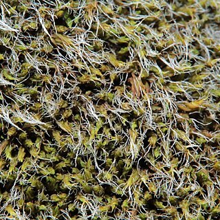 Grimmia funalis unspecified picture