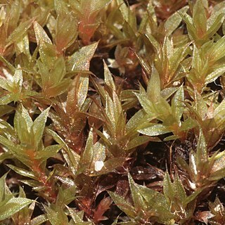 Bryum pallens unspecified picture