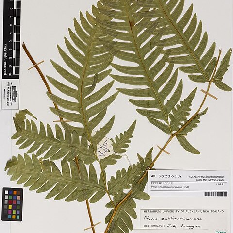 Pteris zahlbruckneriana unspecified picture