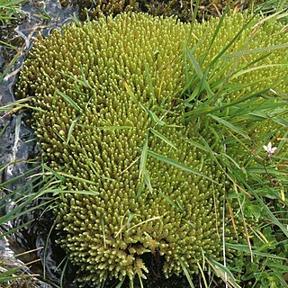 Bryum schleicheri unspecified picture