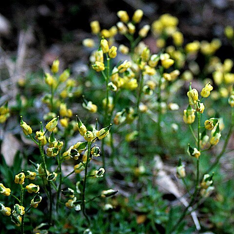 Draba crassifolia unspecified picture