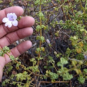 Prostanthera megacalyx unspecified picture