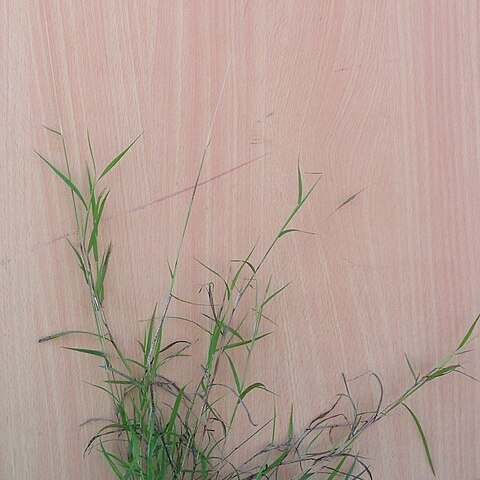 Dichanthium tenue unspecified picture