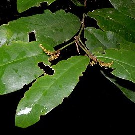 Gymnanthes gaudichaudii unspecified picture