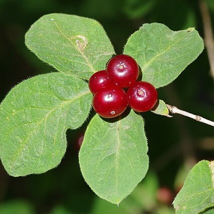 Lonicera altmannii unspecified picture