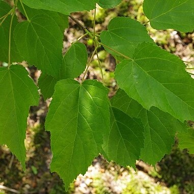 Acer stachyophyllum unspecified picture