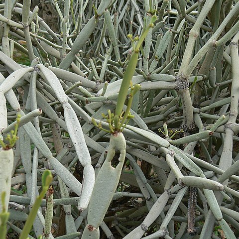 Cissus subaphylla unspecified picture