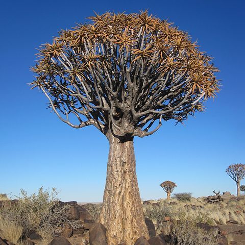 Aloidendron unspecified picture