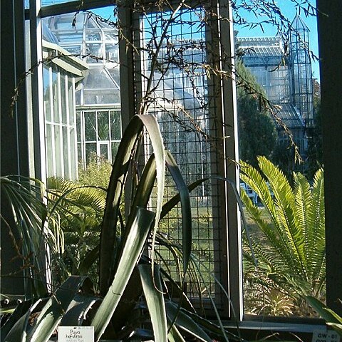 Puya hofstenii unspecified picture