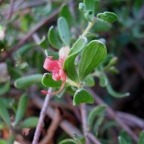 Adenanthos glabrescens subsp. exasperatus unspecified picture