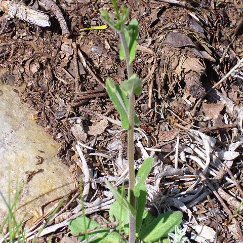 Arabis stenocarpa unspecified picture