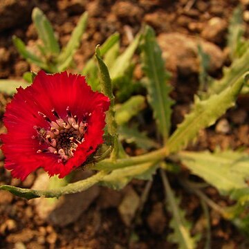 Centaurea tchihatcheffii unspecified picture