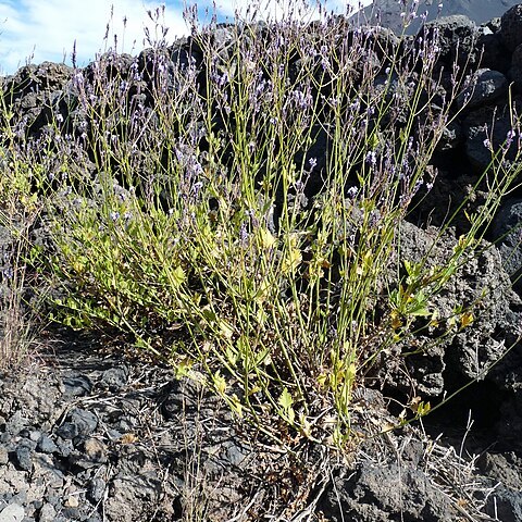 Lavandula rotundifolia unspecified picture