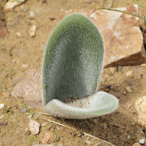 Haemanthus humilis subsp. hirsutus unspecified picture