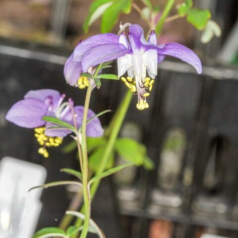 Aquilegia parviflora unspecified picture