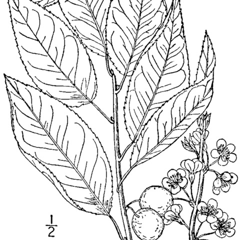 Prunus alleghaniensis unspecified picture