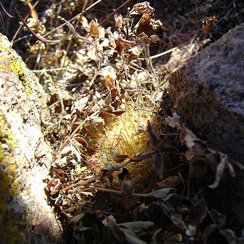 Mammillaria sinistrohamata unspecified picture