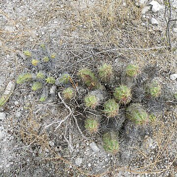 Echinocereus cinerascens subsp. tulensis unspecified picture