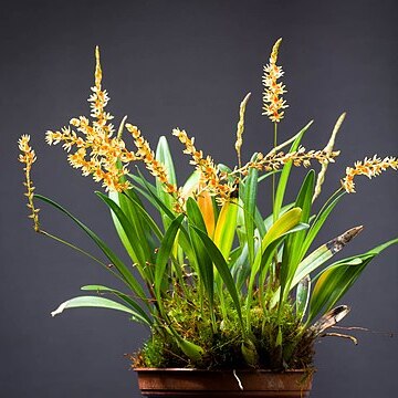 Dendrochilum apoense unspecified picture