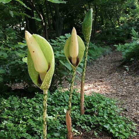 Amorphophallus dunnii unspecified picture