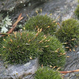 Grimmia longirostris unspecified picture