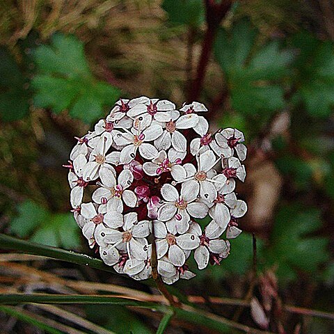 Trachymene scapigera unspecified picture