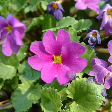 Primula juliae unspecified picture